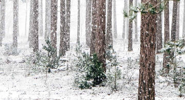 Trees in a forest covered by snow.